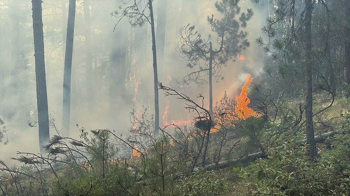 Karabük'te orman yangını