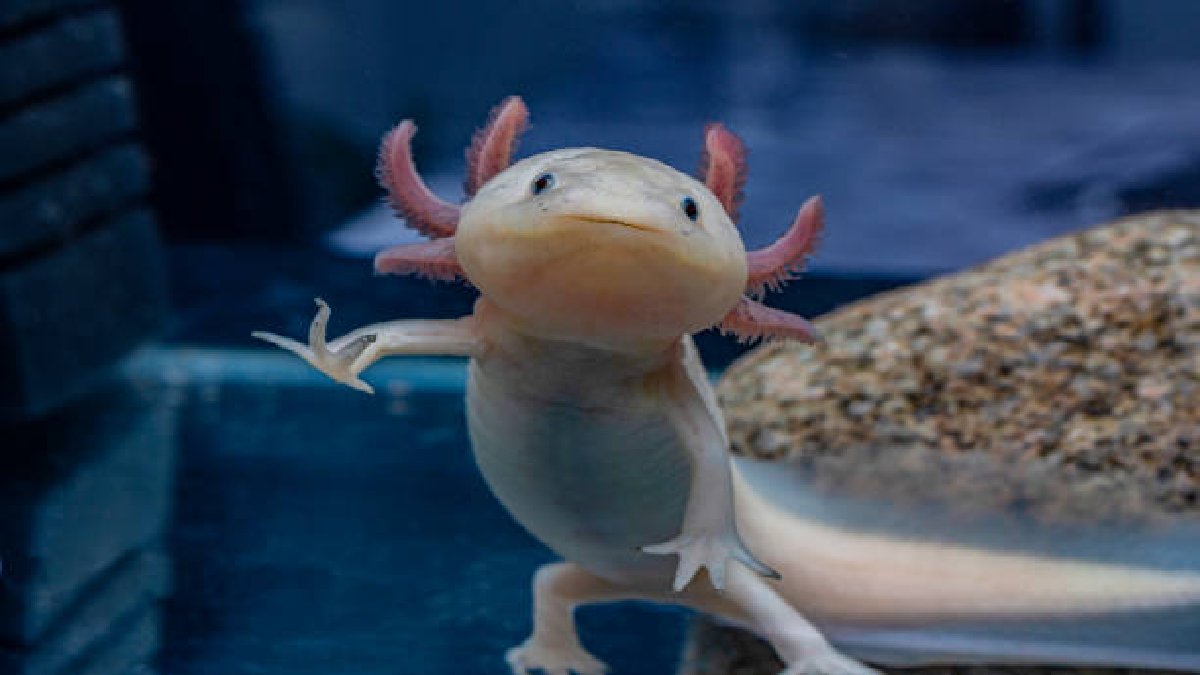 Evcil hayvan severlerin yeni gözdesi! Beynini bile yeniliyor, bilim dünyasına ışık tutuyor! 4 bin TL’den alıcı buluyor