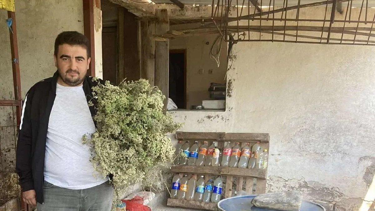 Dağlarda kendi kendine yetişiyor, hiç emek istemiyor! Haziranda toplanıyor, tek damlası bile şifa getiriyor