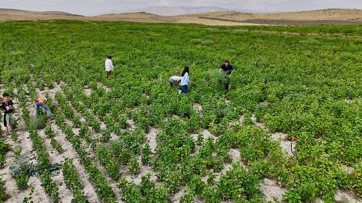 Ağrı’da ‘yetişmez’ gözüyle bakılıyordu… %75 hibe desteği verildi, üretim yaygınlaştı: Bu yıl dekar başına 290 KG bekleniyor