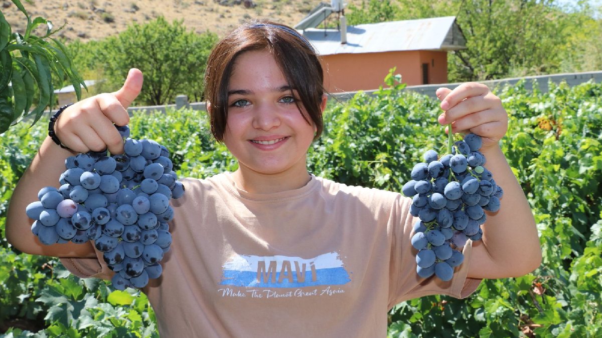 Türkiye'nin şifa kaynağı gizli kahramanı:Erzincan'da yetişen bu üzüm sadece lezzetiyle değil, mucizevi faydalarıyla dikkat çekti