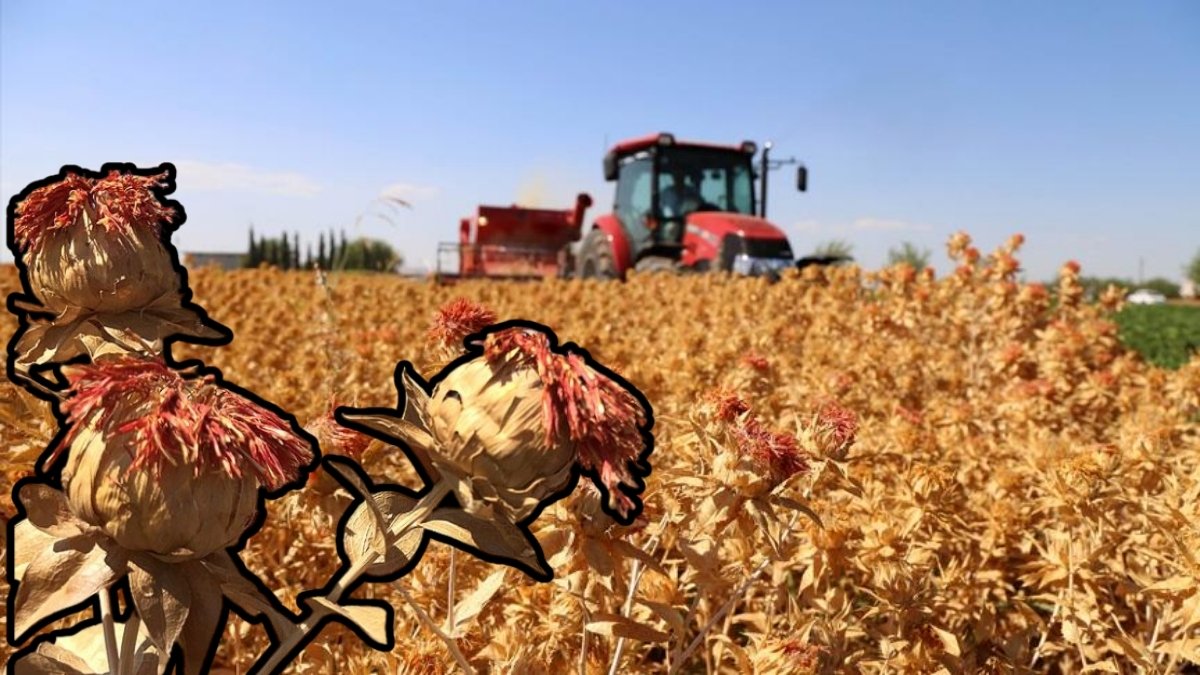 Suya ihtiyaç duymuyor, kıraç topraklarda yetişiyor! Bakanlık desteğiyle o ilimizde üretim yapılıyor: Hem sağlıkta hem kozmetikte