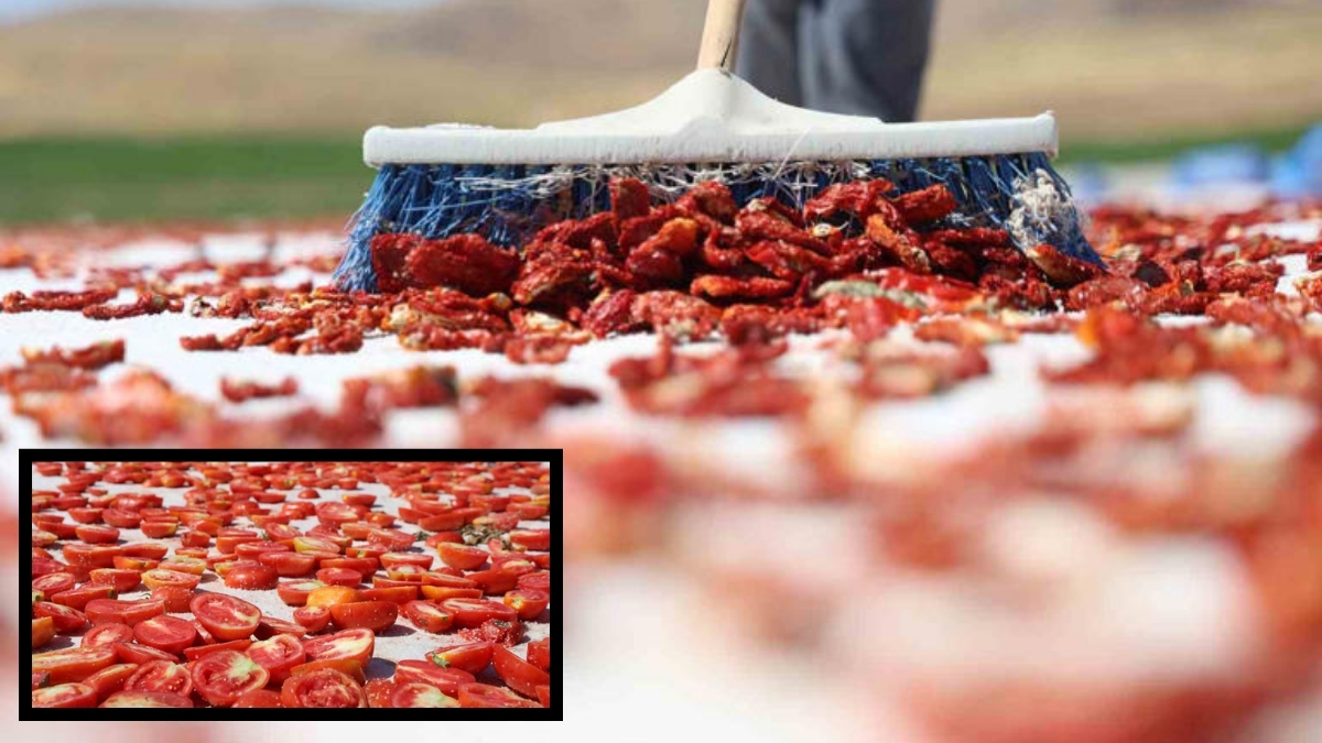 Elazığ’dan çıkıyor, ABD, Fransa, İngiltere ve Hollanda’ya gönderiliyor! Bu domates dünya sofralarını süslüyor…