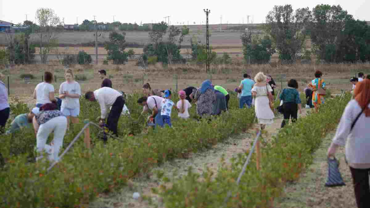 Çorlu’da Aronya hasadı şenliğe dönüştü