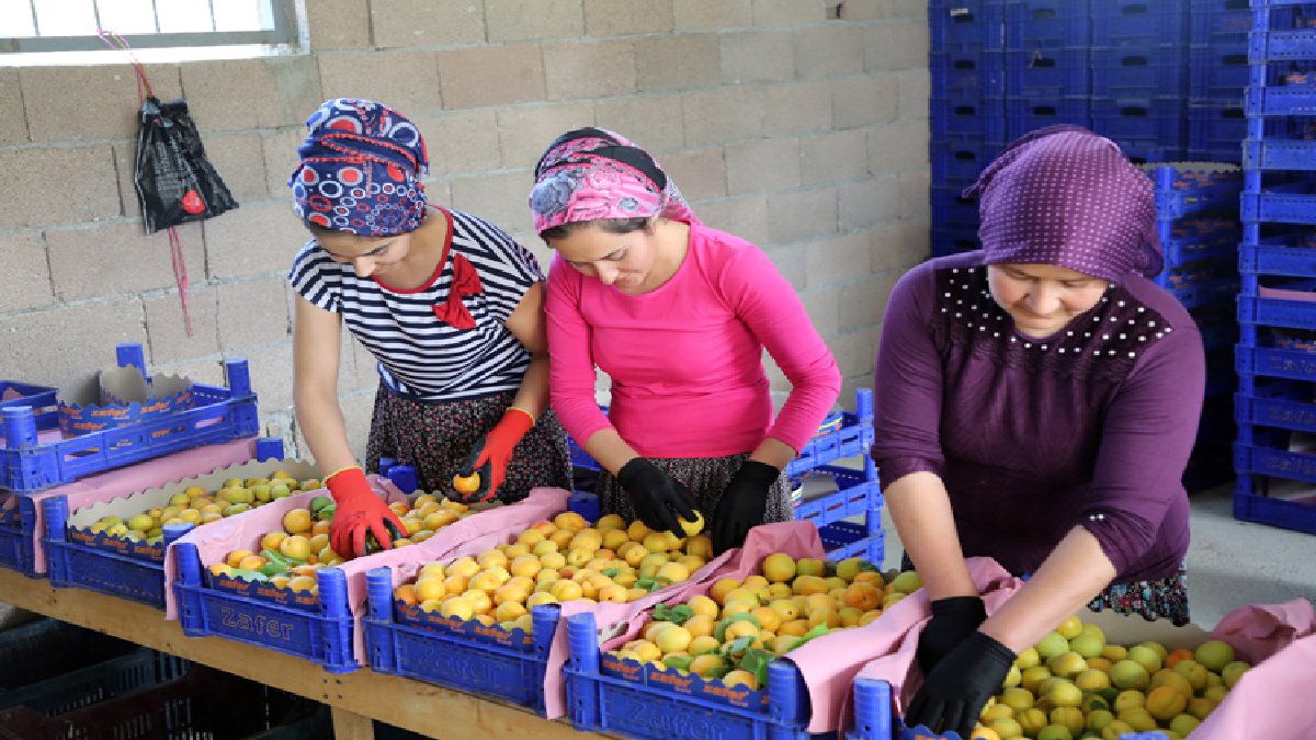 Malatya’ya rakip oluyor, lezzetiyle damakta iz bırakıyor! 40 bin ton ürün toplandı: Tezgaha çıkmak için bekliyor