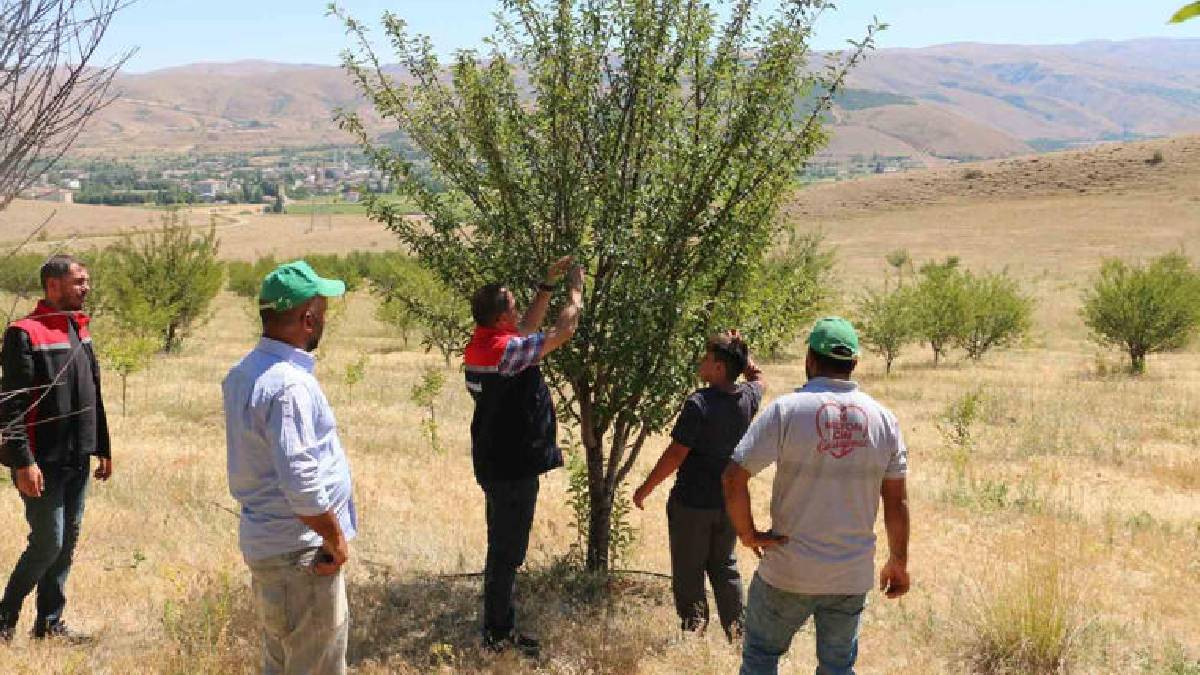 Kullanılmayan engebeli arazilere ekti, 10 yılda 10 bini aşkın ürün elde etti! Hepsi organik: Sanayiye katkı sağlıyor