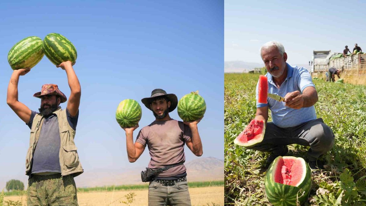 O ilimizde hasat başladı: Karpuzdan 2 milyar lira gelir bekleniyor