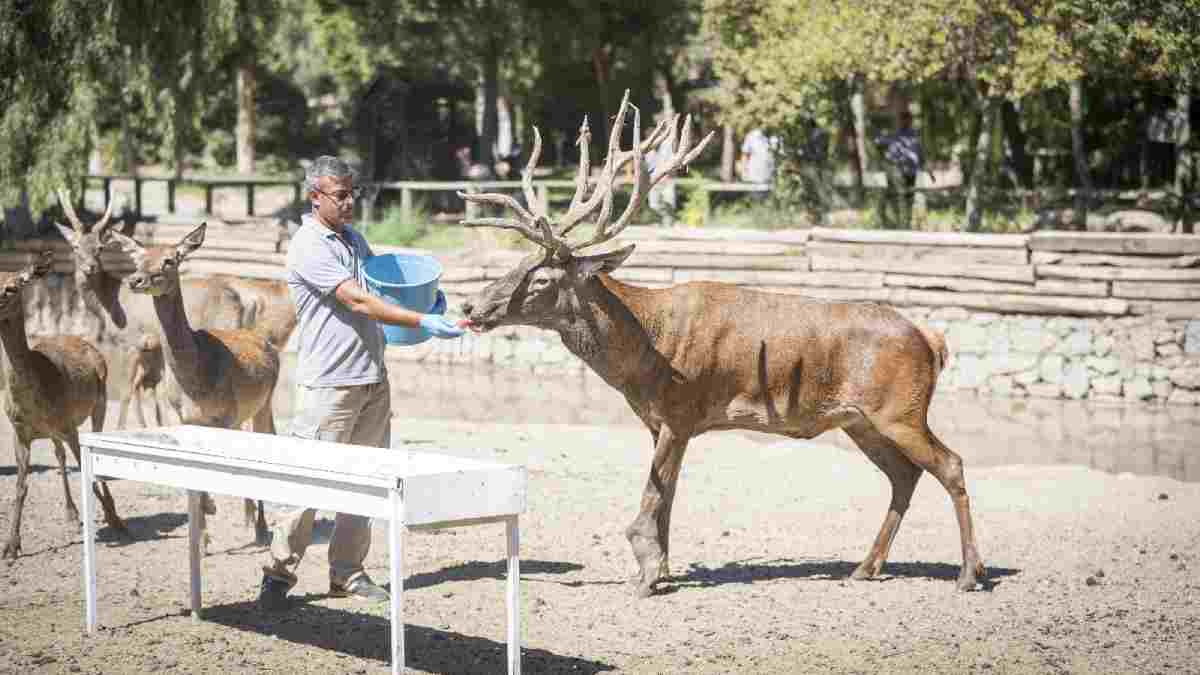 İyileşen kızıl geyik Paşa yeni yuvasında