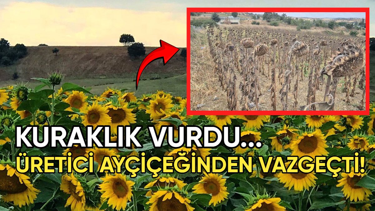 Kuraklık vurdu, verim yarı yarıya düştü: Çiftçi ayçiçeğinden vazgeçme noktasına geldi