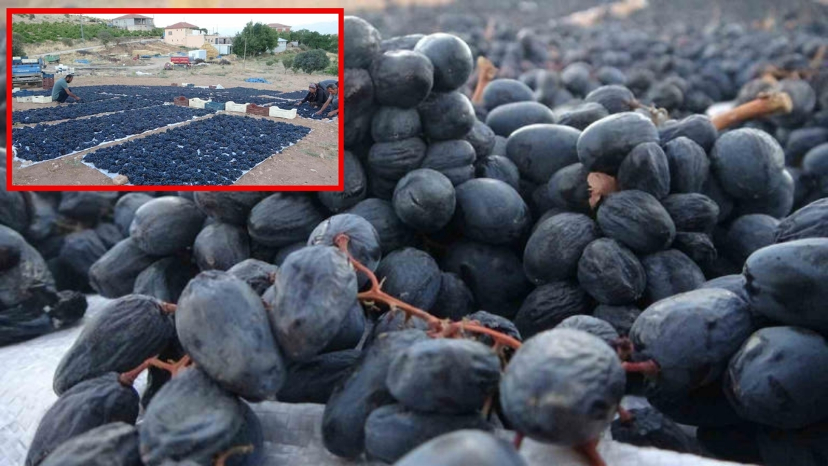 Malatya’da üretiliyor, çiftçinin yüzünü güldürüyor! Hem kalitesiyle hem fiyatıyla dikkat çekiyor: Kilosu 500 liradan satılıyor