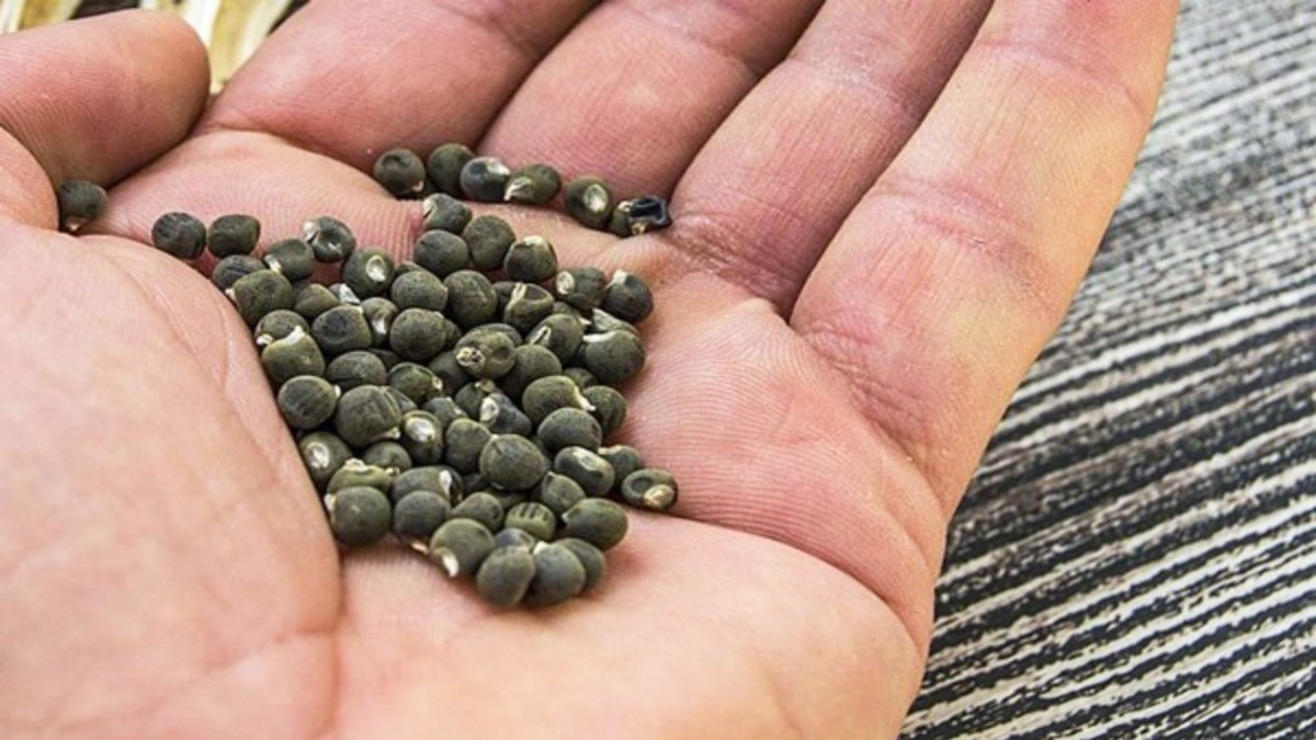 Diz ağrılarınız için şifayı mutfakta bulun! Uzmanlar bu tohumu öneriyor: Geceden suya koyup bekletin!