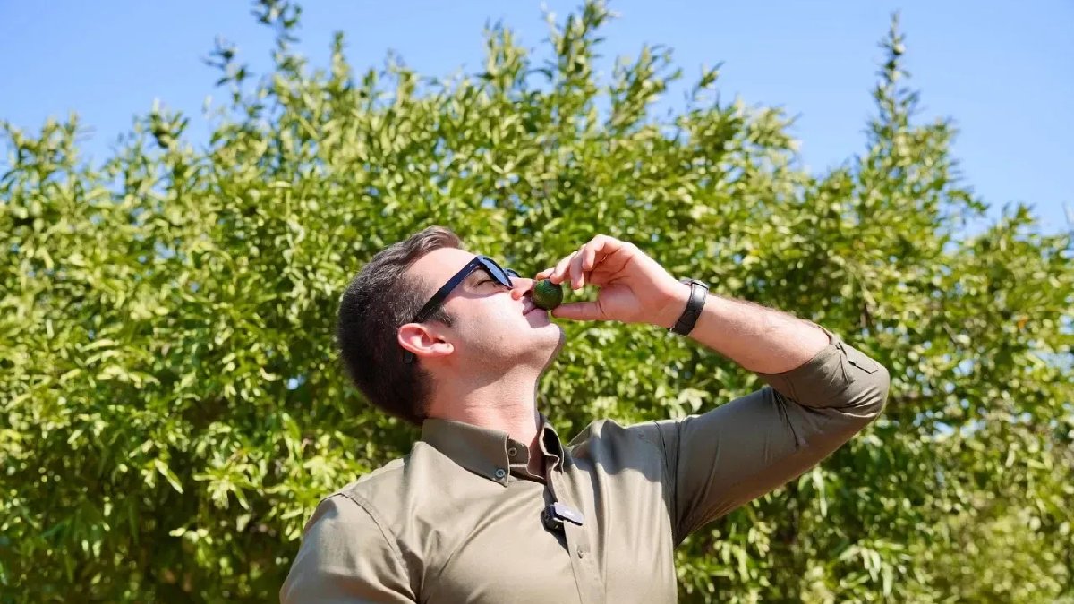 Bodrum’un simge meyvesinde erken hasat vakti! Kilosu 110 TL’den satılıyor, bulan kaçırmadan alıyor