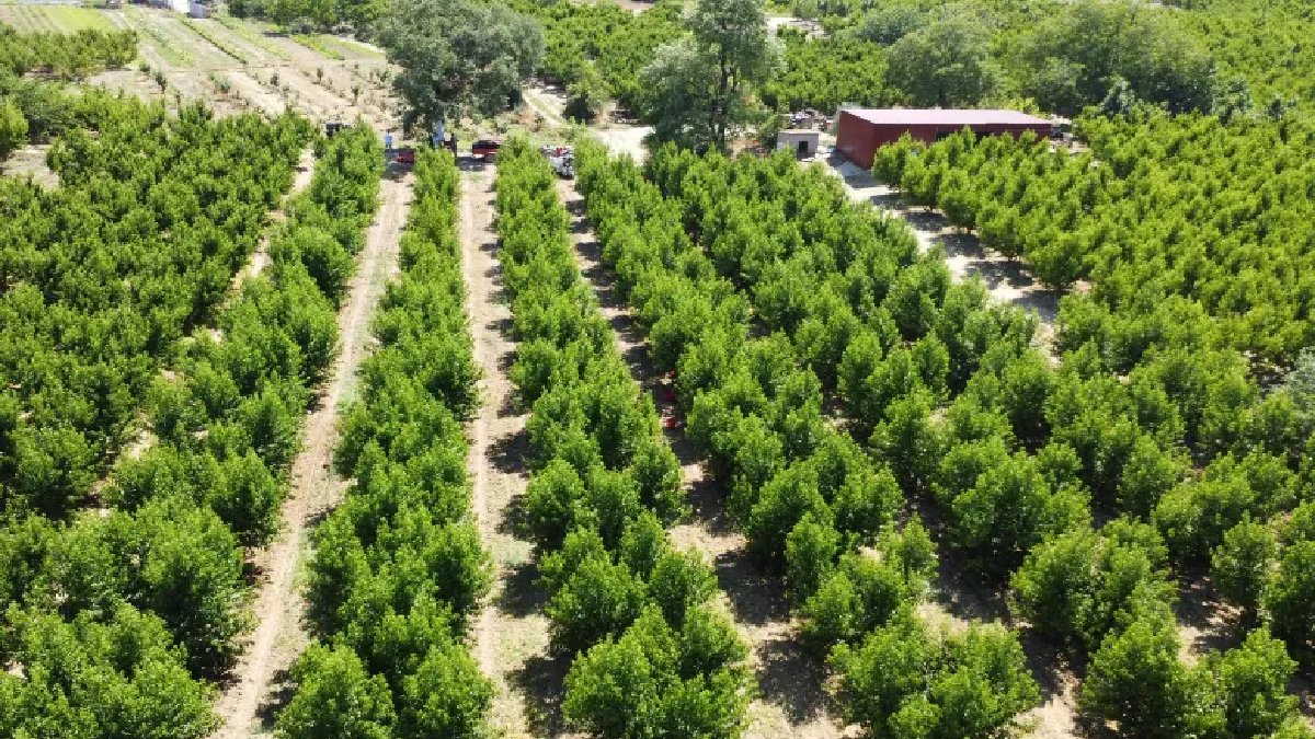 İlçenin geçim kaynağı oluyor, kilosu 130 TL’den satılıyor! 16 farklı çeşidiyle yurt dışında bile yok satıyor