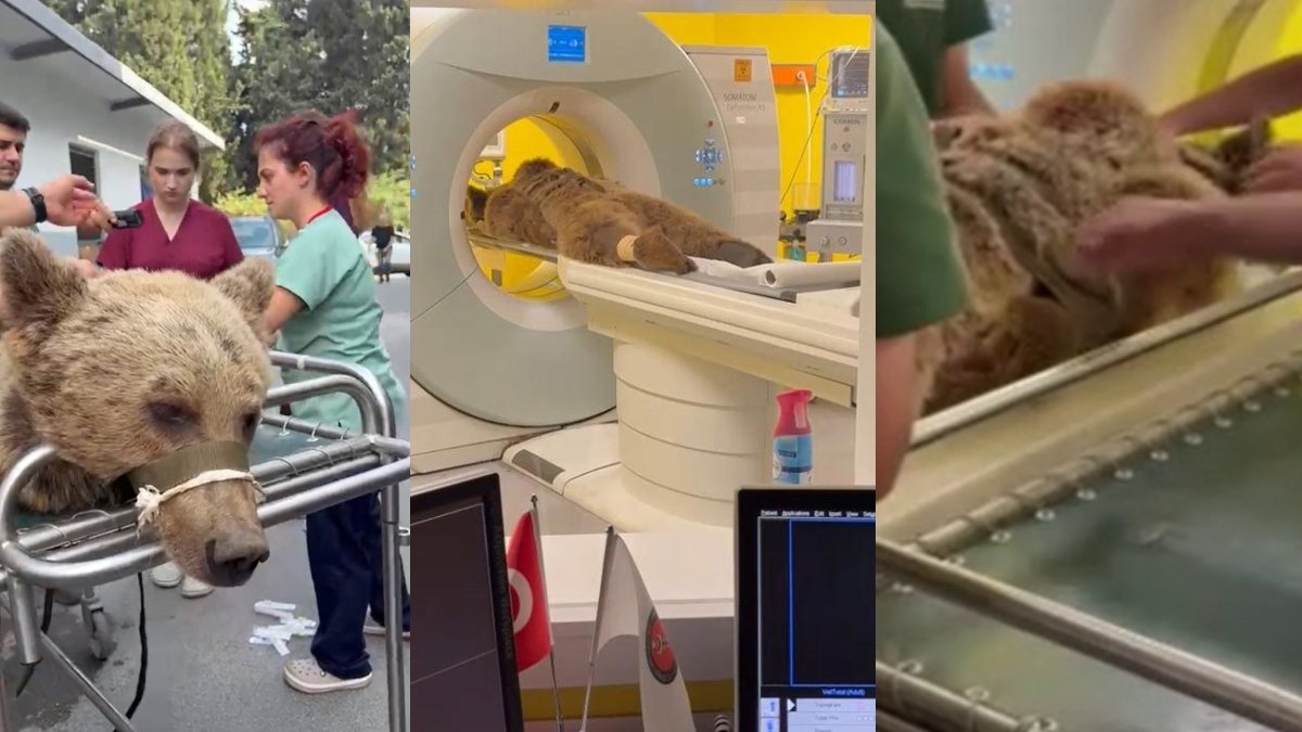 Görenler 'kostüm giymiş insan' sandı: Fazla meyve yiyen ayının tomografi macerası viral oldu