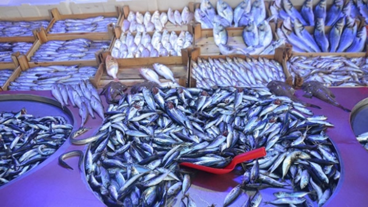 Tezgahlar doldu taştı, fiyatlar belli oldu! Hamsi, istavrit, palamut, çupra… İşte İstanbul’da balık fiyatları