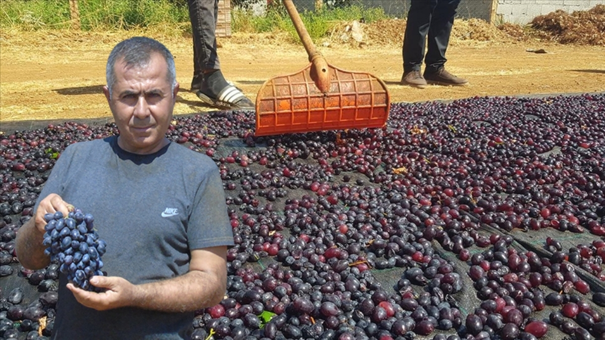 Kuraklık onu da vurdu, rekolte etkilendi! Gaziantep'in tescilli üzümleri yüz güldürmedi: 200 tondan 40 tona düştü