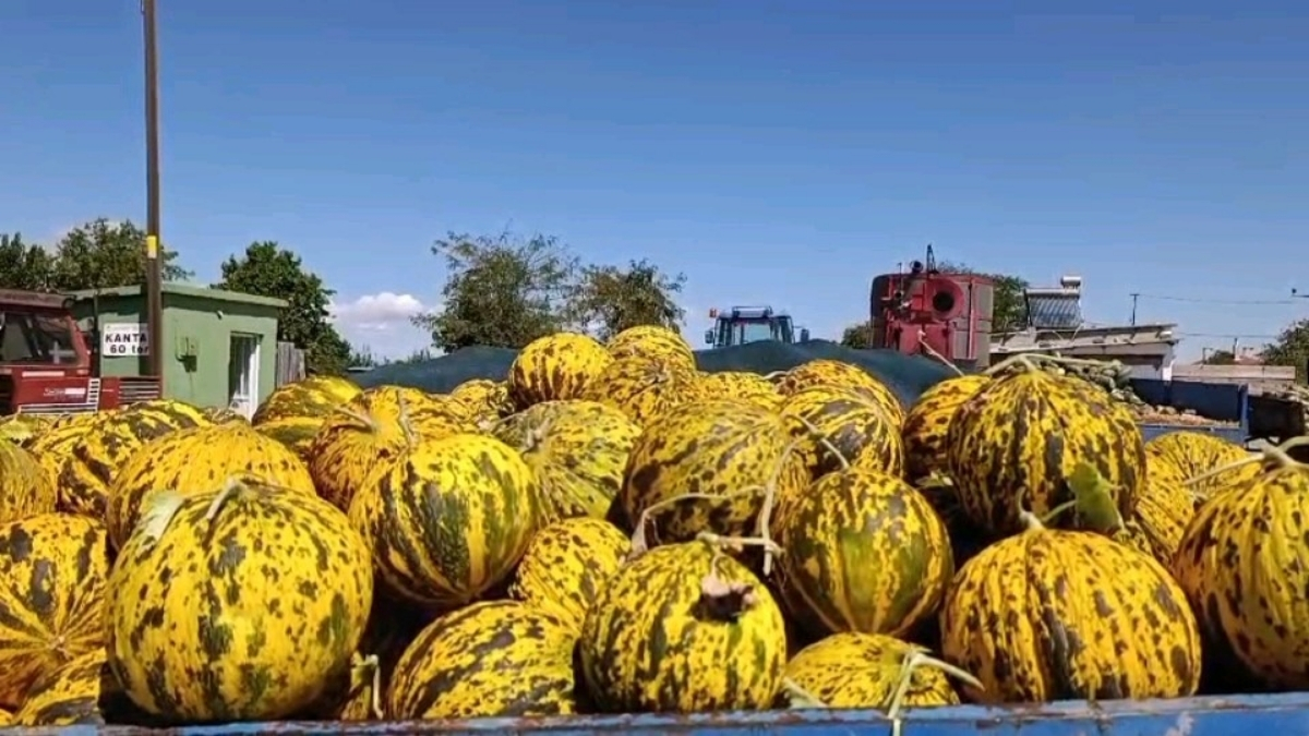 Yüzyıllardır değişmeyen tat tezgahlara indi! Edirne’nin gözbebeğinde hasat başladı: Kilosu 25 liraya satılıyor