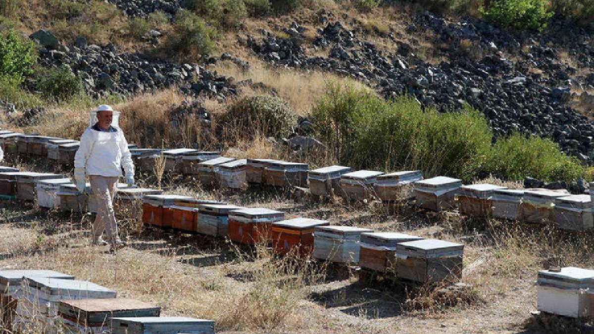 Mobilyacılıktan arıcılığa… 3 kovanla başladı sayıları 400’e ulaştı: Geliriyle 2 kızını okutup, meslek sahibi yaptı