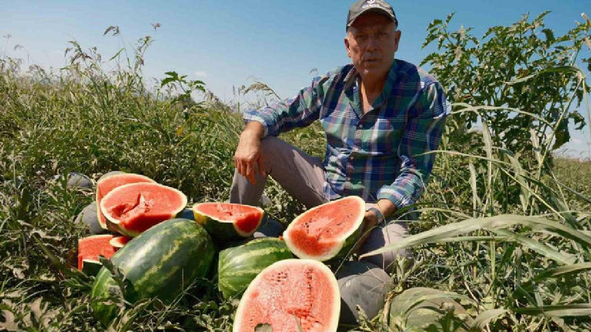 Anlaşma imzaladı, 500 dönüme ekti! 3.500 ton ürünü elinde kaldı: Bursalı çiftçi büyük zararda