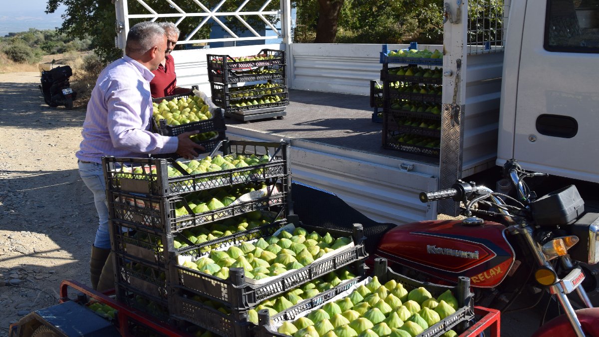 Sabah erkenden toplanıyor, saat 09:00 demeden bitiriyor! Yılda 7 kez toplanıyor, yurt dışından talep yağıyor