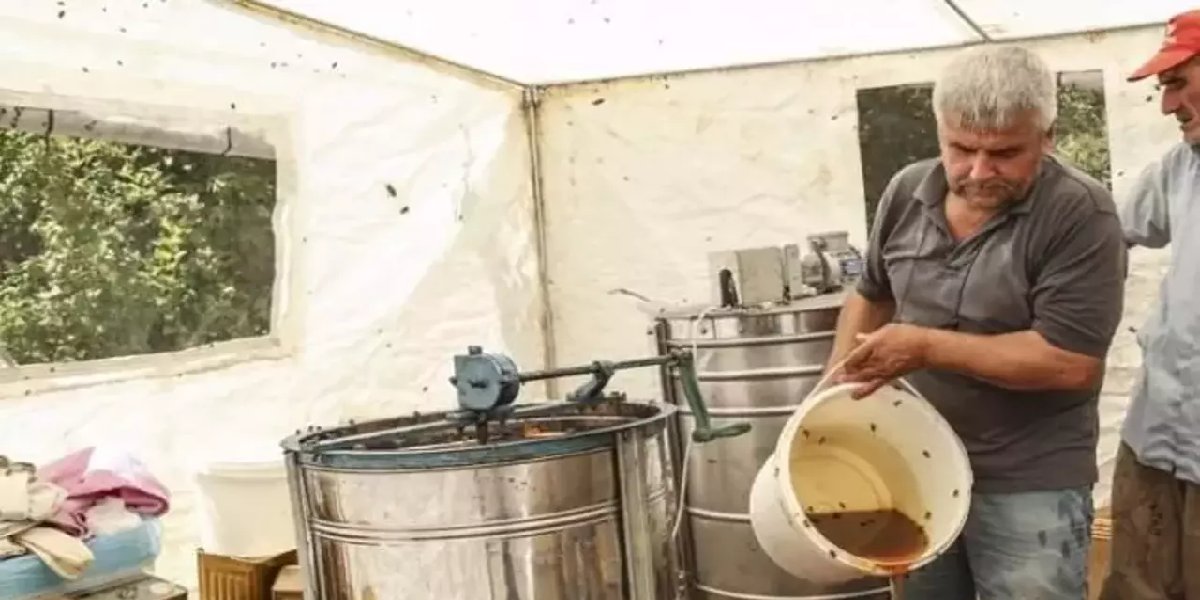 Kilosu 2 bin 500 TL’den satılıyor, tek damlasından şifa akıyor! Hasadı tamamlandı: Tüketen yol boyu hasta olmuyor