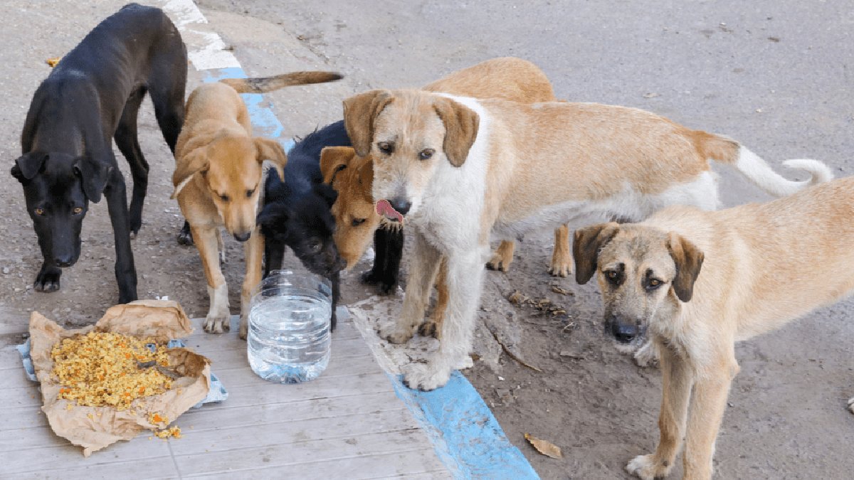 Köpekler için 2025 sonuna kadar kayıt zorunluluğu