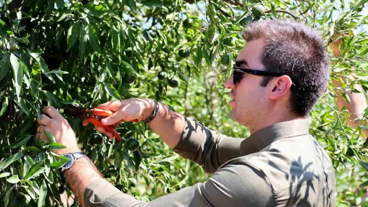 Kokusu da aroması da kendine has! Erken hasat başladı: Sofralar için yolculuğa çıkıyor…