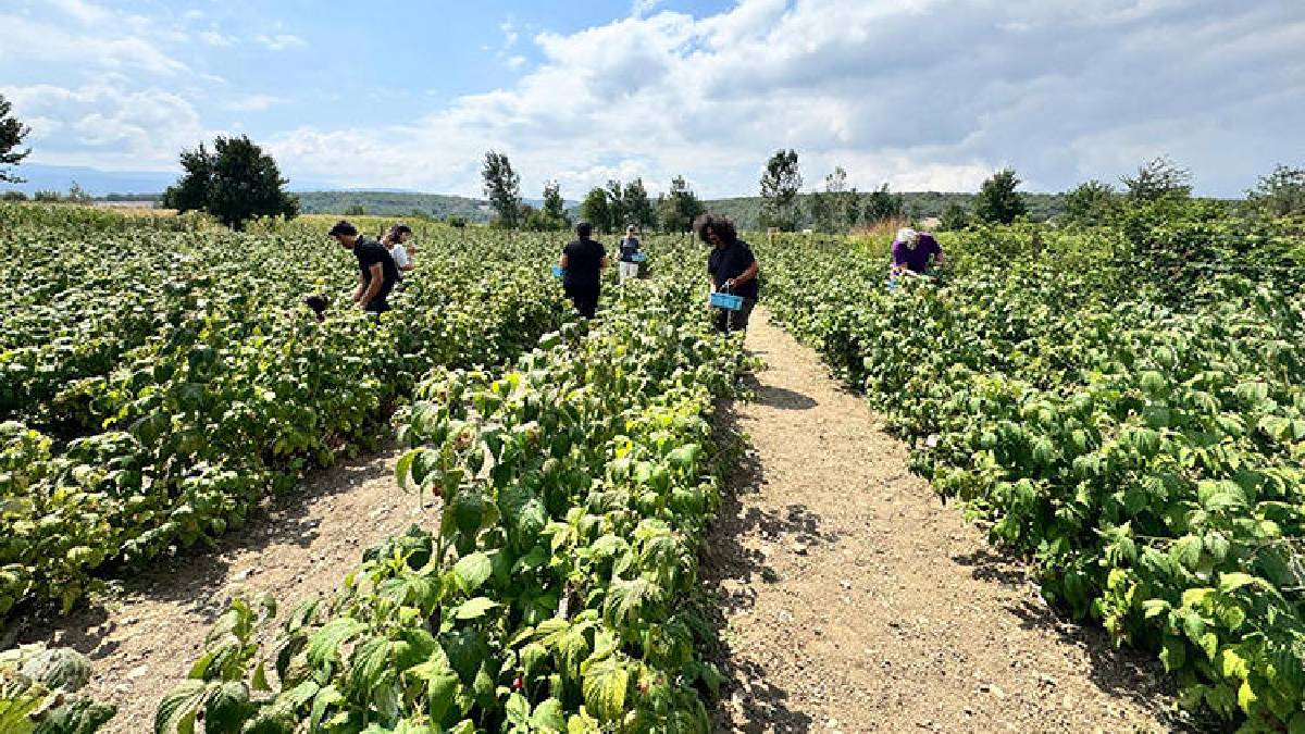 Ekip yetiştirmek ondan, toplamak vatandaştan! Doğallık ve lezzetin adresi: Bilen bu bahçeye akın ediyor