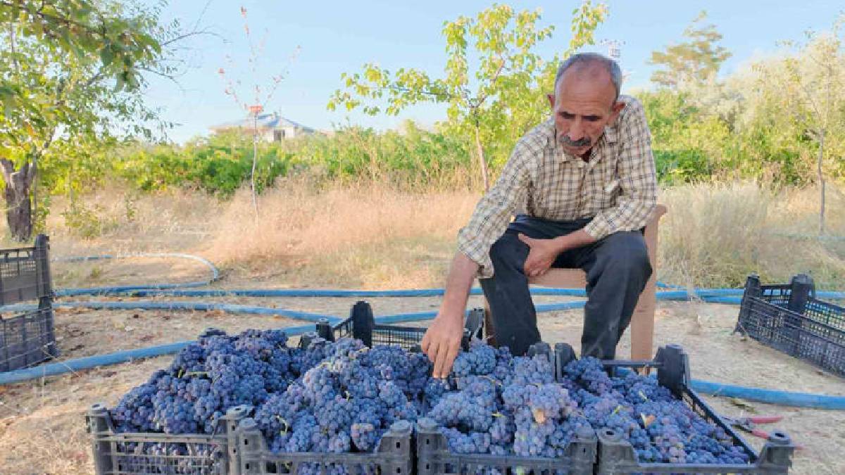 Van’ın altın değeri: Coğrafi işaretli Erciş üzümünde hasat vakti geldi!