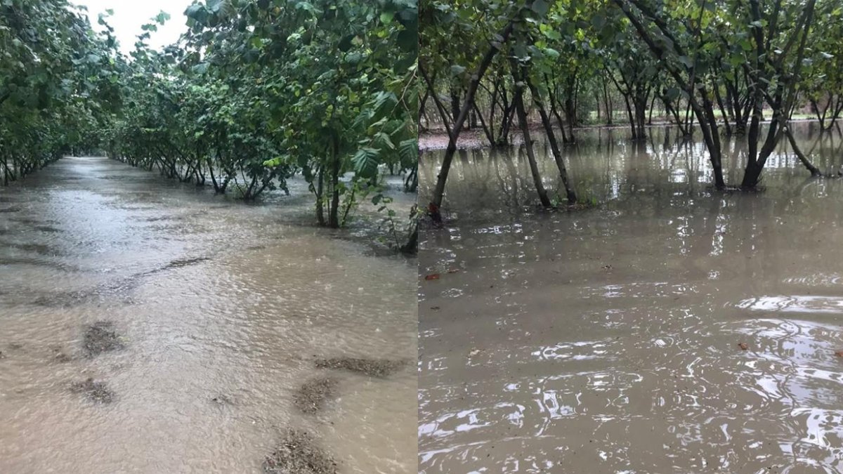 Meteoroloji uyarmıştı, tam hasat zamanı vurdu: Çarşamba'da fındık bahçeleri göle döndü, emekler suya gitti
