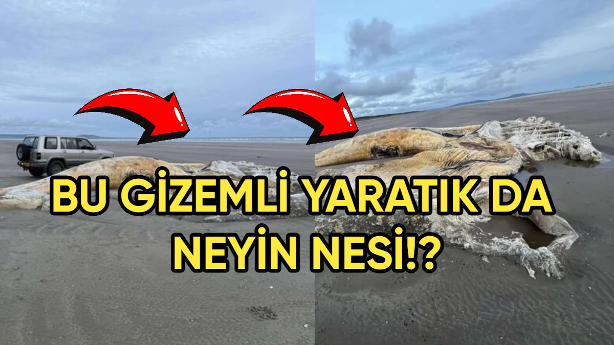 Sahilde devasa yaratık paniği: Kıyıya vuran gizemli dev yaratığın cesedi şok etti