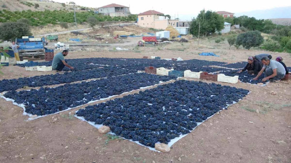 Kalitesi de fiyatı da yüzleri güldürüyor! Kilosu 500 TL ediyor: Bu yıl kayısının acısını çıkardı