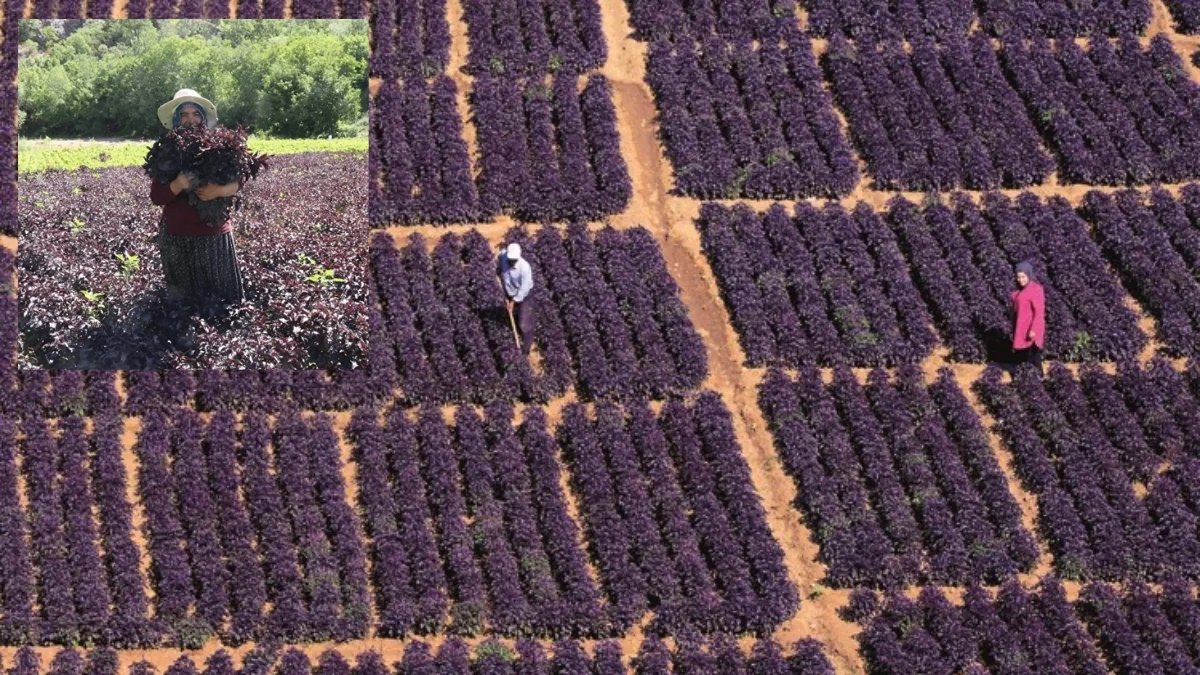 Bir değil iki değil tam beş defa hasat ediliyor, topraktan bereket fışkırıyor! Dünyanın birçok yerine ihraç ediliyor