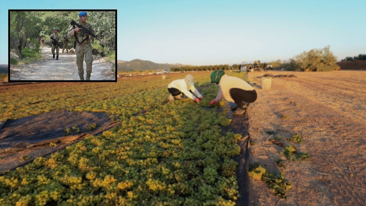 Gün doğumuyla mesai başlıyor, nöbet sistemiyle hasat sürüyor! Jandarma hep tetikte: Fiyatlar moral veriyor
