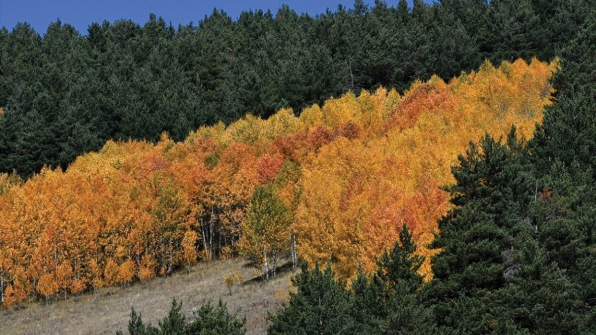 Artvin’de tarihi keşif: Dünyanın en kalın sarıçam ağacı bulundu
