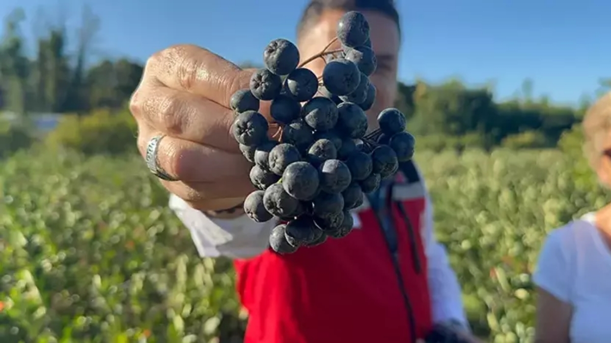 Kilosu 400 liradan satılıyor, bu yıl 250 ton hasat bekleniyor! Festivallerin yeni gözdesi meyveye ilgi yoğun