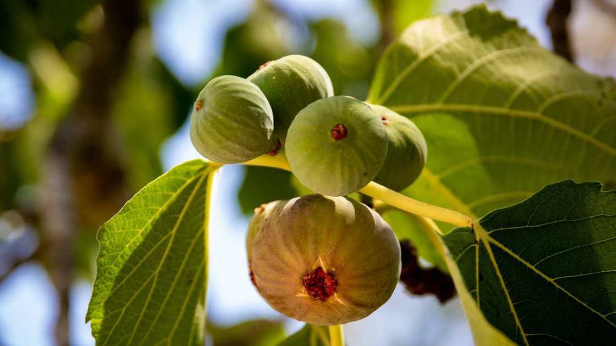 Lezzetiyle baştan çıkarıyor, şifasıyla hayat kurtarıyor: Bağırsakları çalıştırıyor, kalbi koruyor