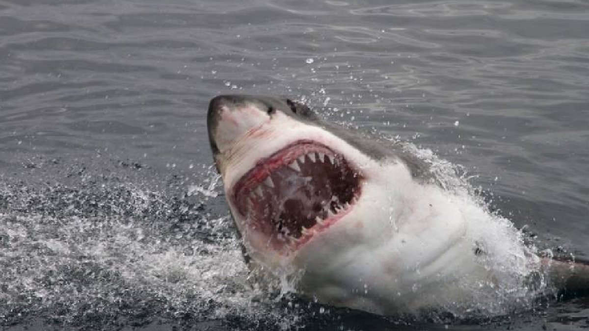 1963’ten sonra ikinci olay: Sidney’de sörfçü köpek balığı saldırısında öldü