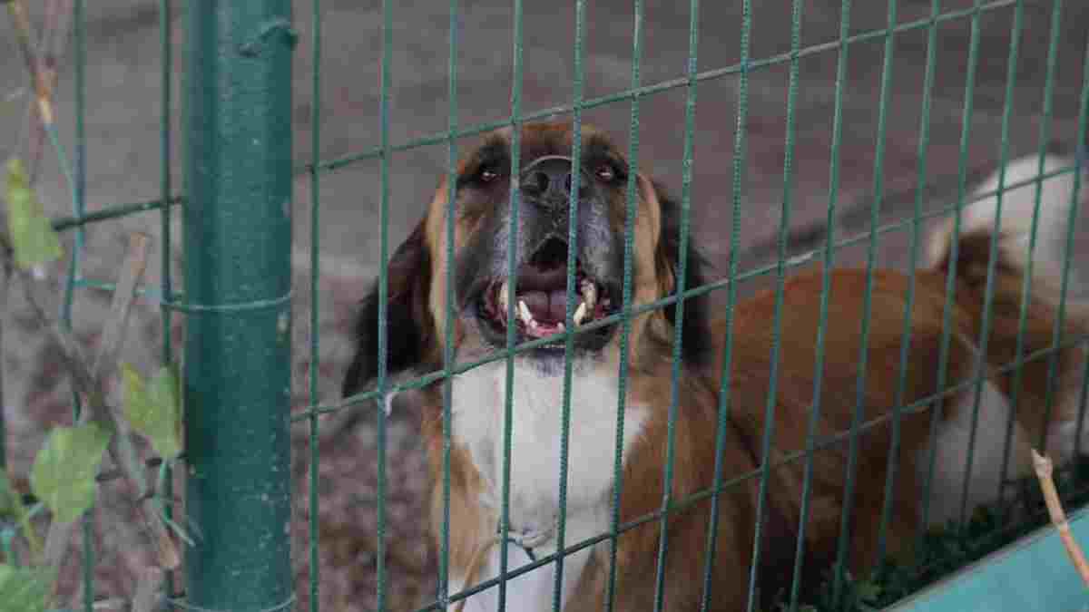 Başkan Ergin: “Ayvalık’ta yalnızca insanlar için değil, tüm canlılar için daha yaşanabilir bir kent yaratıyoruz”