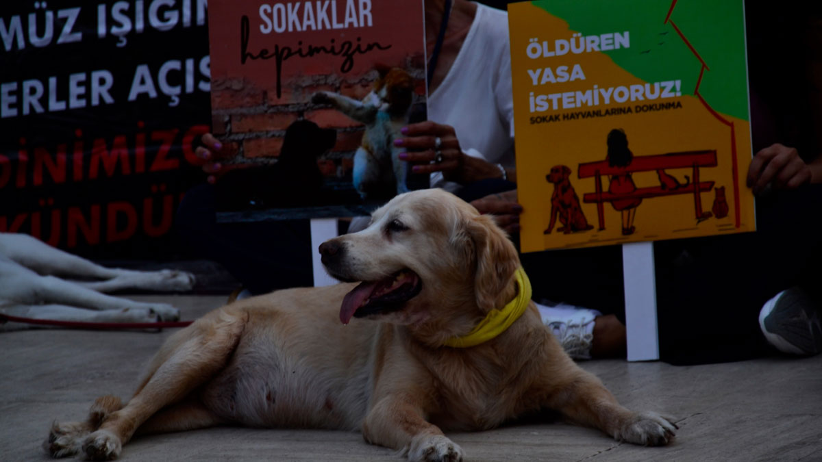 Afyonkarahisar'da sokak hayvanlarını beslemek yasaklandı