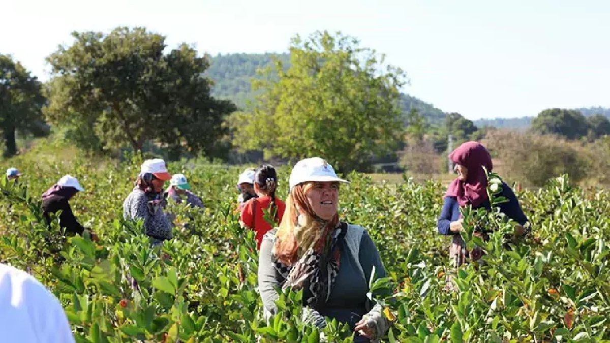 Son yılların favorisi! 1.000 TL’den satılıyor, üreticinin umudu oluyor