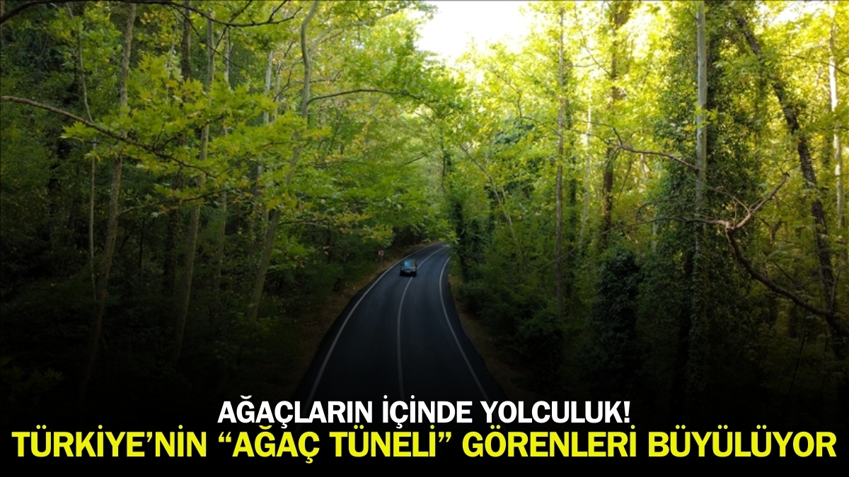 Bu tünel ağaçlardan oluşuyor! UNESCO Dünya Miras Listesi'nde bulunuyor: Doğanın insanoğluna sunduğu en ihtişamlı manzara