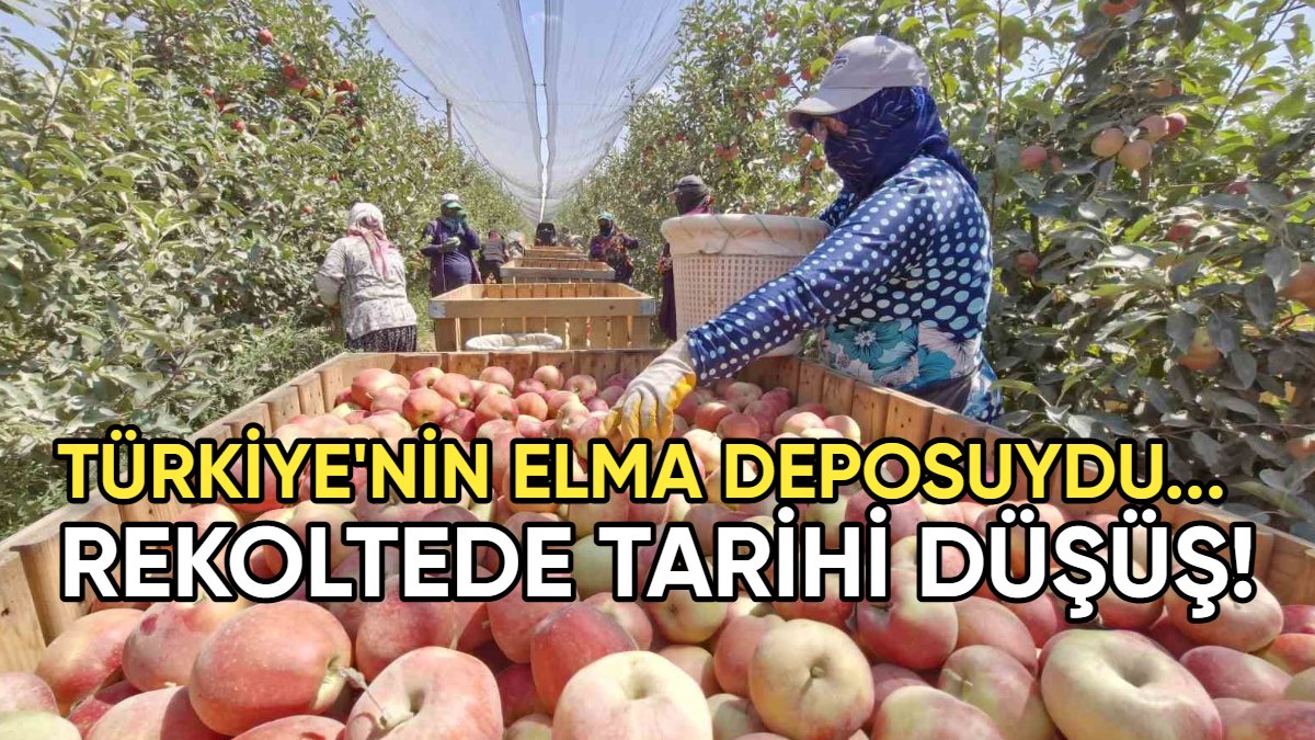 Türkiye'nin elma deposunda don şoku! Hasat buruk başladı: Rekoltede tarihi düşüş