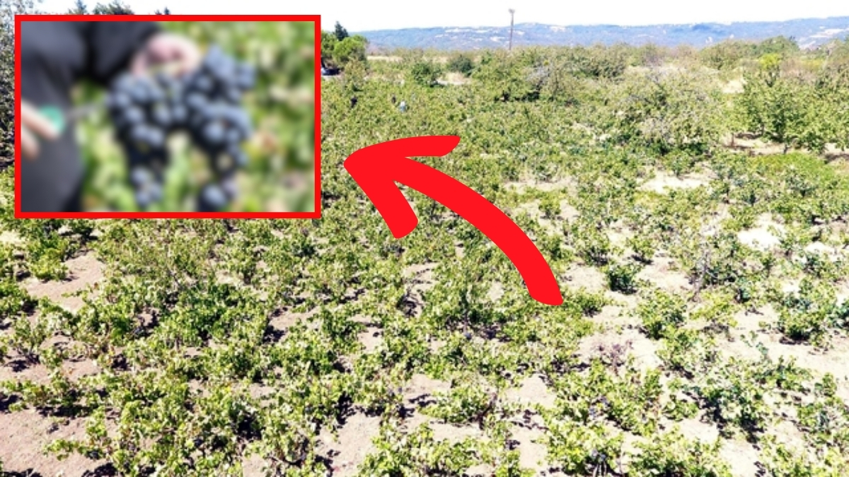 Rekolte ve kalite kaybı yüzde 70’e ulaştı! Kuraklık en çok onu vurdu, çiftçiler isyan etti: “Böyle bir sene hiç görmedik”