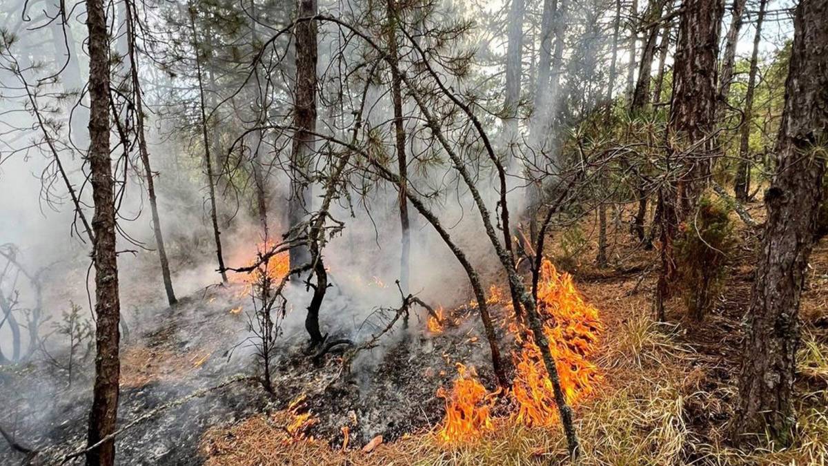 Kütahya’da yıldırım, orman yangınına neden oldu: 8 dekar alan zarar gördü