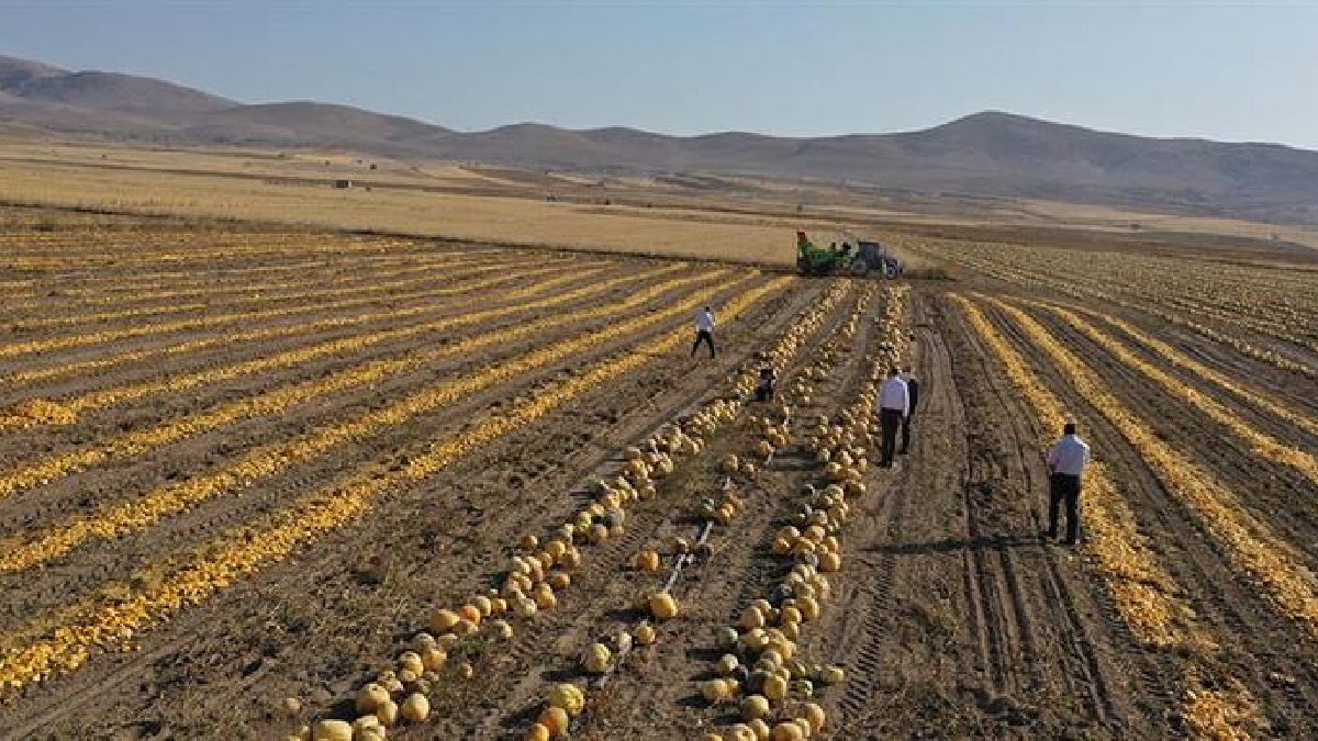 Türkiye’nin sanayi kenti tarıma da adını yazdırdı! 4 üründe ilk sıraya yerleşti