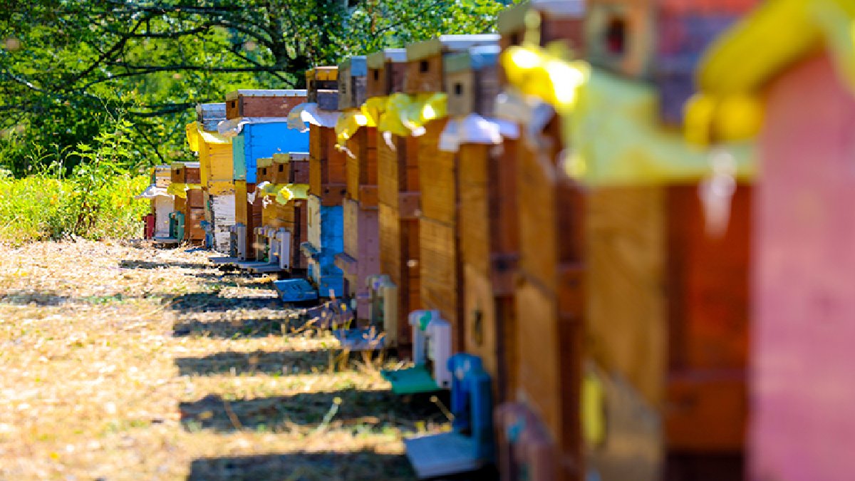 Dedesinden el aldı, geçim kaynağı oldu! Hiçbir katkı maddesi bulunmuyor, kilosu 2.500 TL’den satılıyor