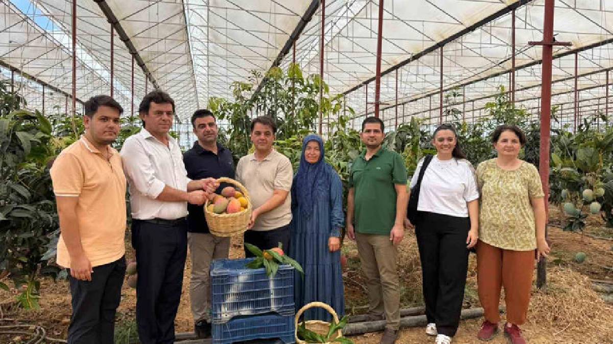 300 dönümde üretiliyor, geleceği parlayan ürün olarak görülüyor: Hasat başladı: Üreticinin yüzünü güldürüyor