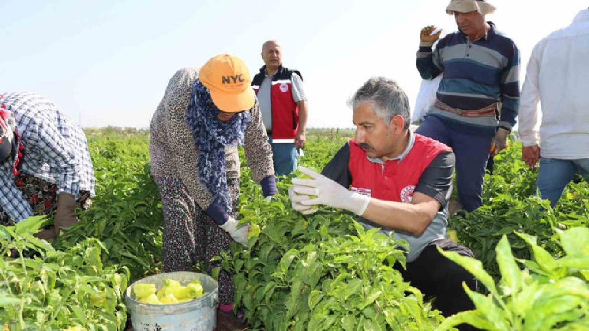 Ağustos’ta başlıyor Kasım’a kadar devam ediyor! Topladıkça fiyatı düşüyor