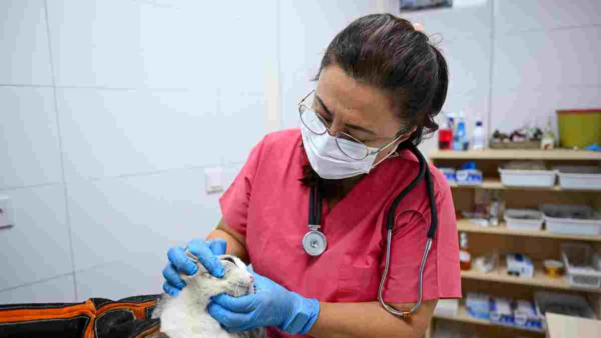 Eros Kedi Kliniği yoğun ilgi görüyor